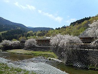 神山桜